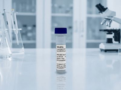 Engineered EVs from HEK293 cells overexpressing CD63 (100µL vial)