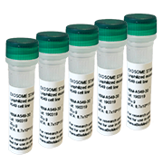 Lyophilized exosomes from BLCL, DAUDI and BPH cell culture supernatant Lyophilized exosomes from BLCL, DAUDI and BPH cell culture supernatant